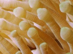 There were not many aneomones, but the ones I saw and pho... by Steven Anderson 